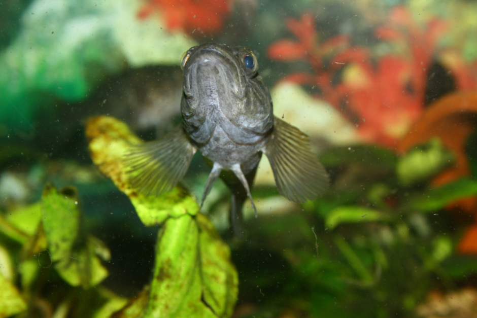 Ротан-головешка 2.png