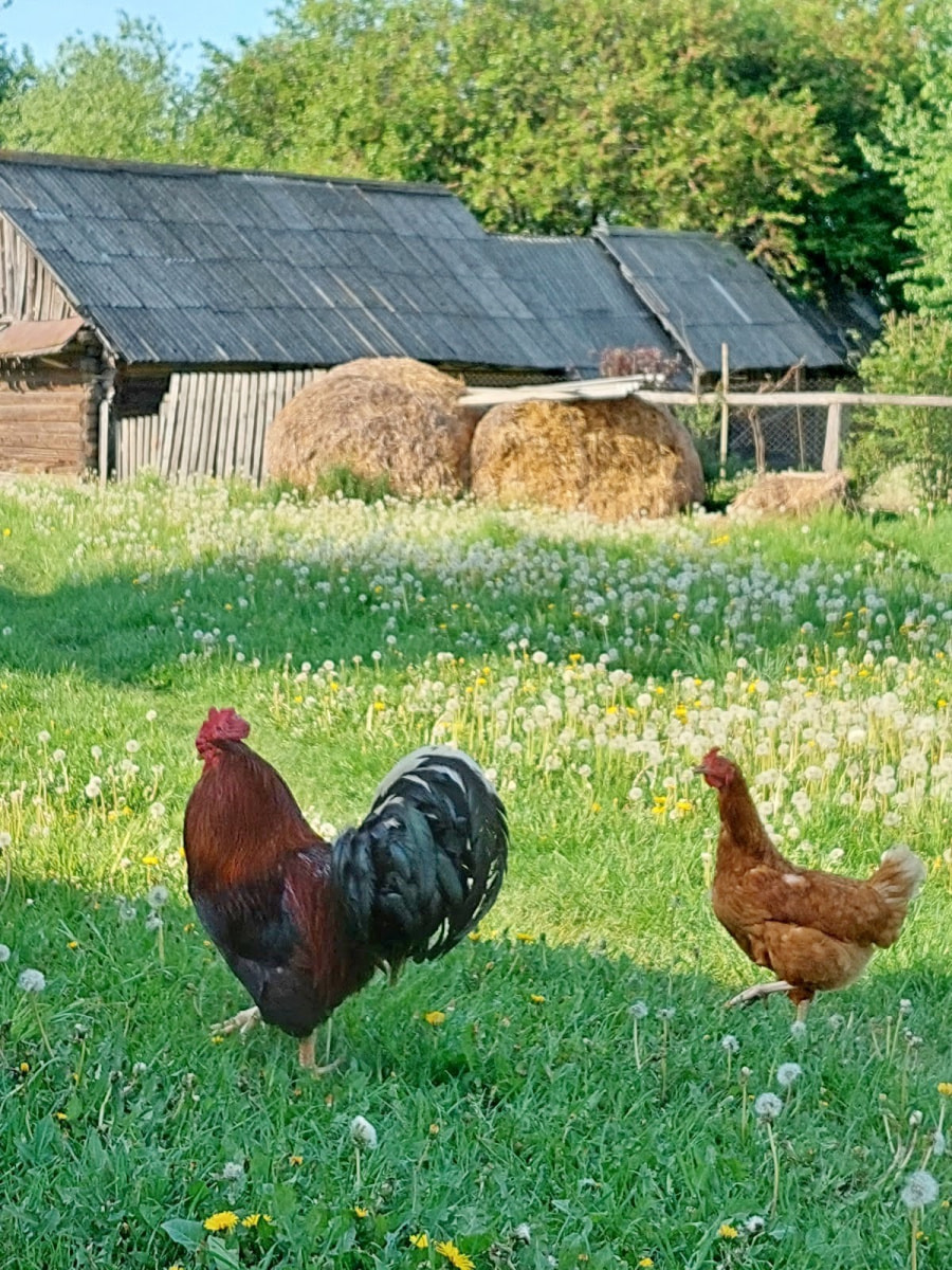 Лето в деревне 13.jpg