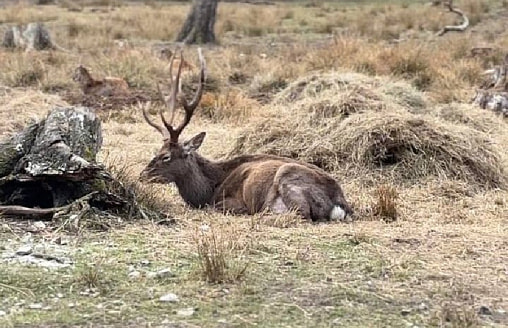 “Вернулся домой”: почему пятнистых оленей перевезли из Бреста в Беловежскую пущу?