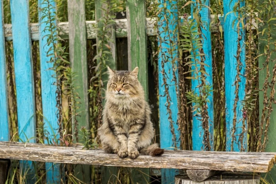 Что нужно успеть сделать в августе с деревне 16.jpg