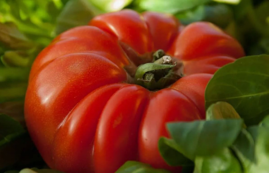 томаты4.jpg томаты4.jpg