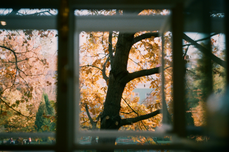 дерево за окном.png дерево за окном.png