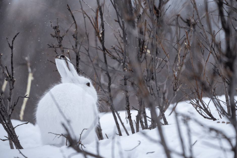 Заяц-беляк 12.png