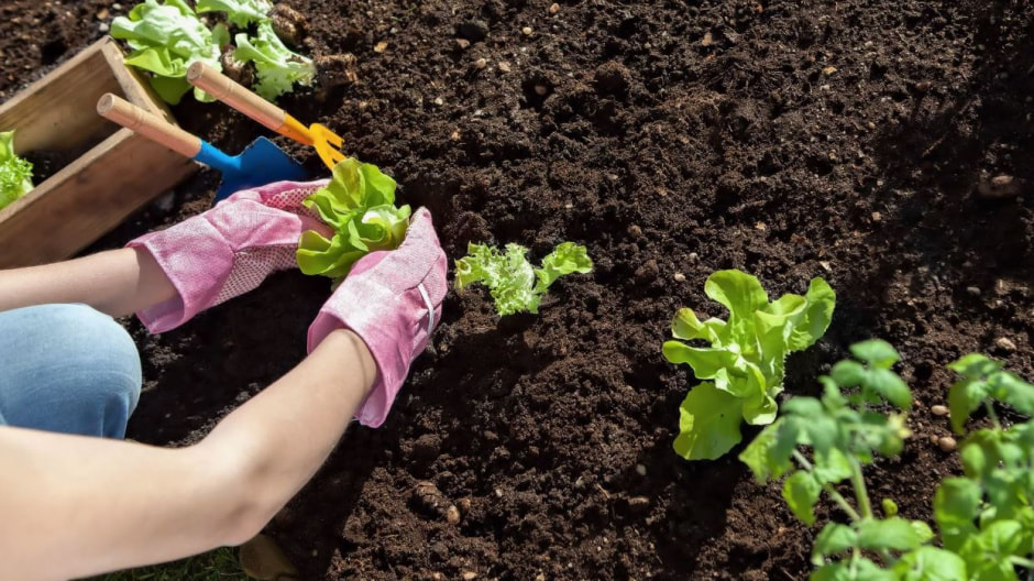 Грядки на даче.jpg Грядки на даче.jpg