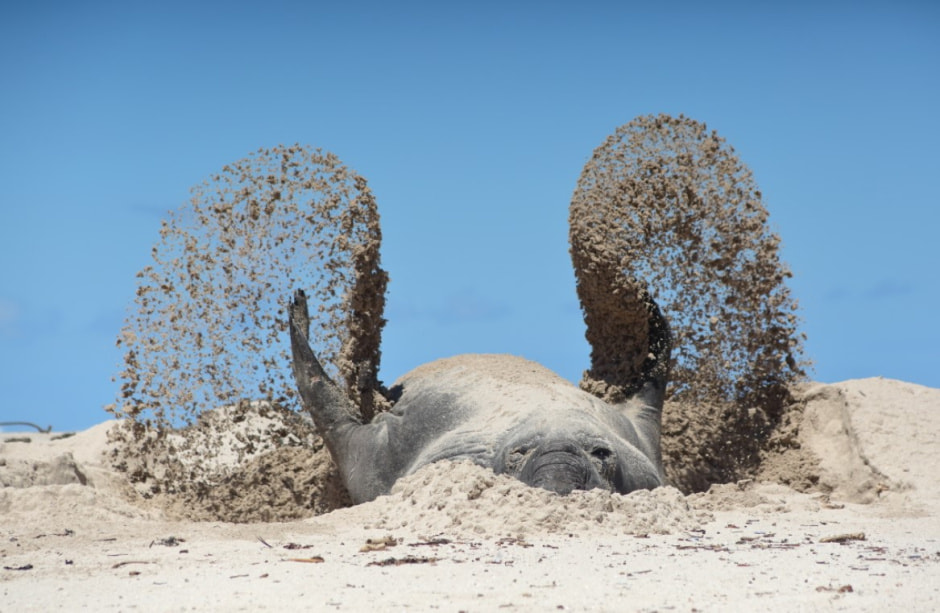 Летающий морской слон.jpg