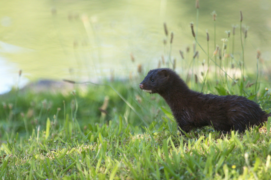 Американская норка