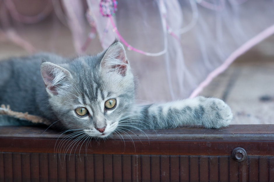 Семья Лой 20 лет выращивает огурцы и помидоры 19.jpg