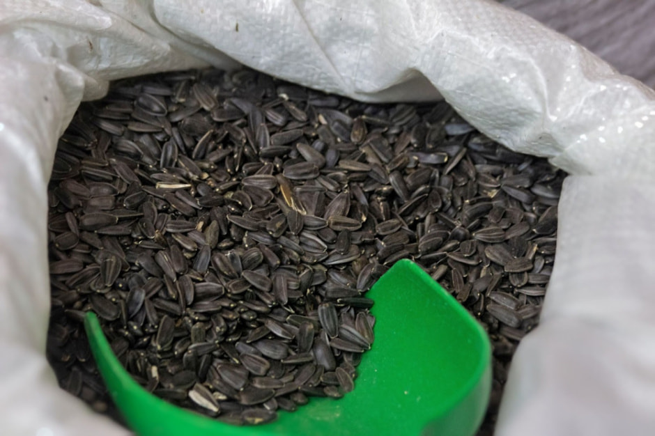 Подкармливаем птиц зимой 10.jpg