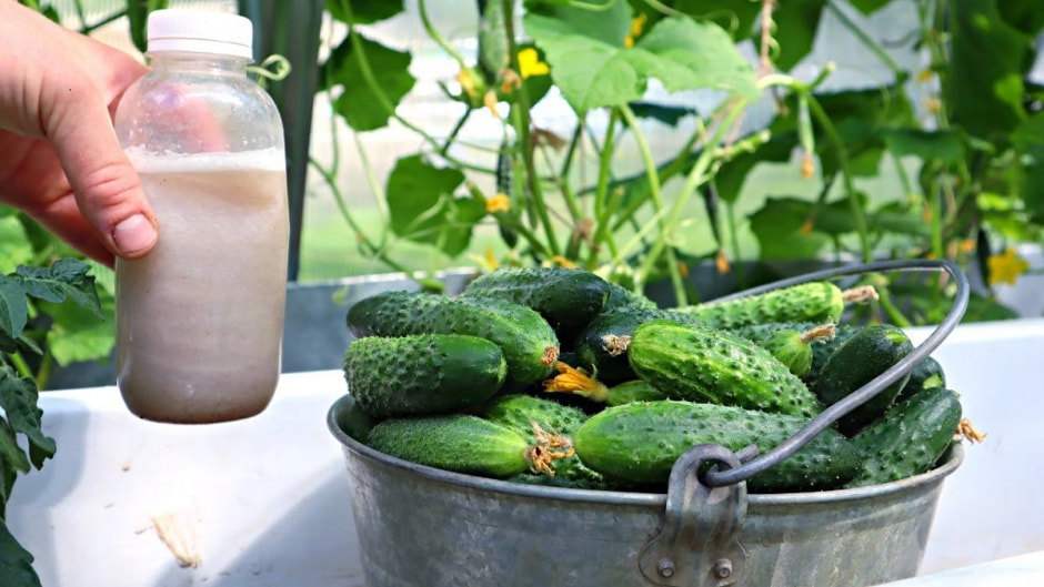 огурцы огурцы.jpg