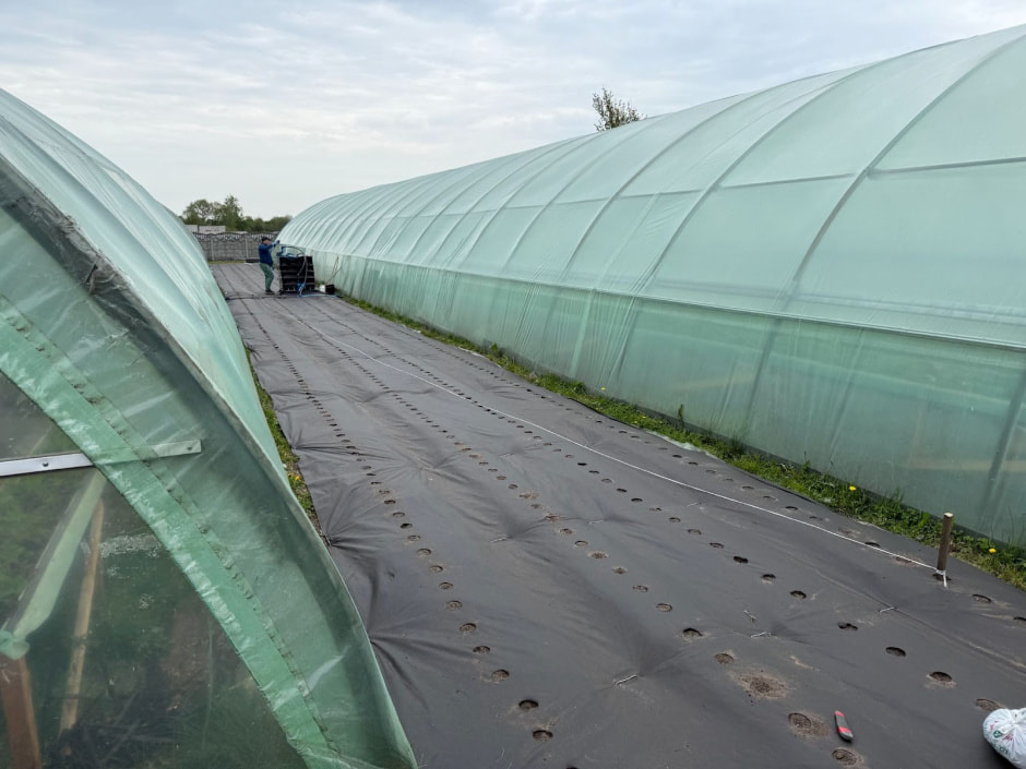 17-Теплица с клубникой.jpg