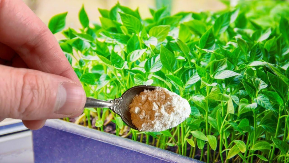 Как правильно подкармливать рассаду 5.jpg