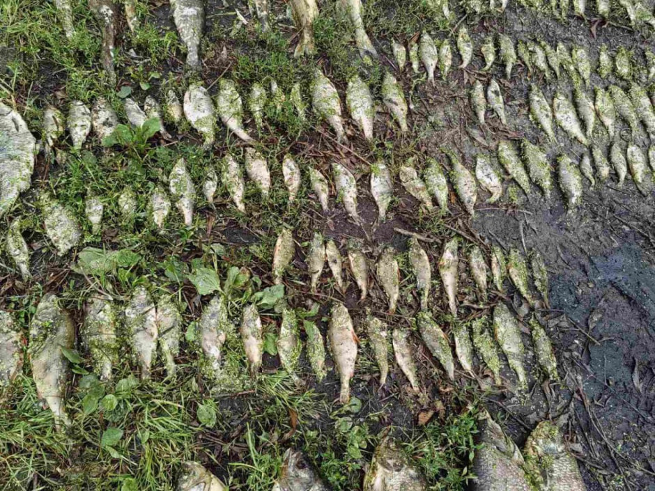 гибель рыбы, Борисов.jpg