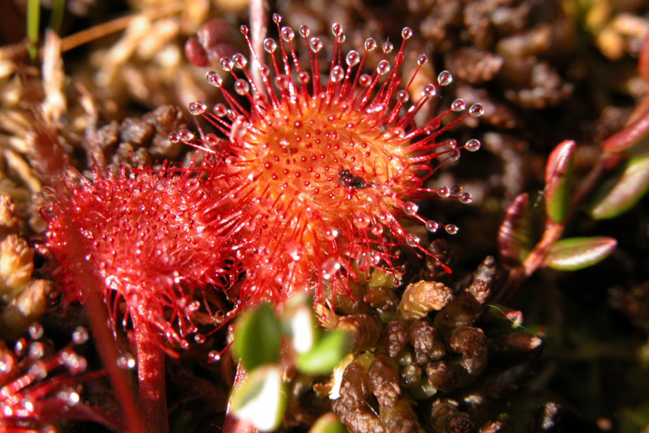 Хищные растения Беларуси 4.png