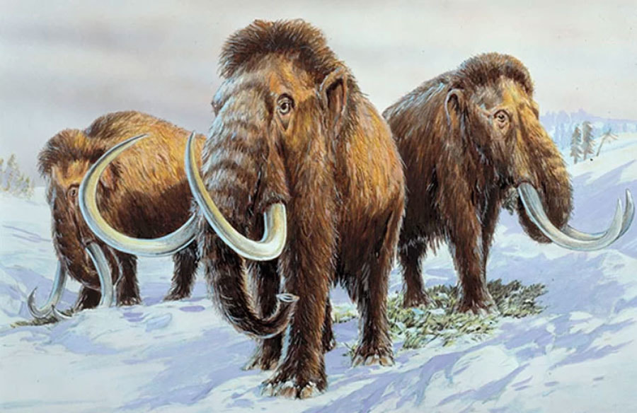 мамонты.jpg