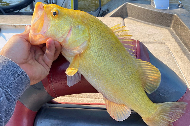 Золотой окунь.jpg