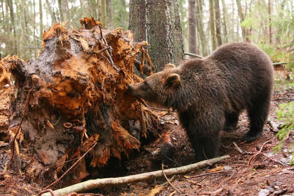 Медведи в Беларуси 3.jpg