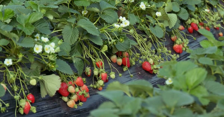 Клубника на даче.jpg