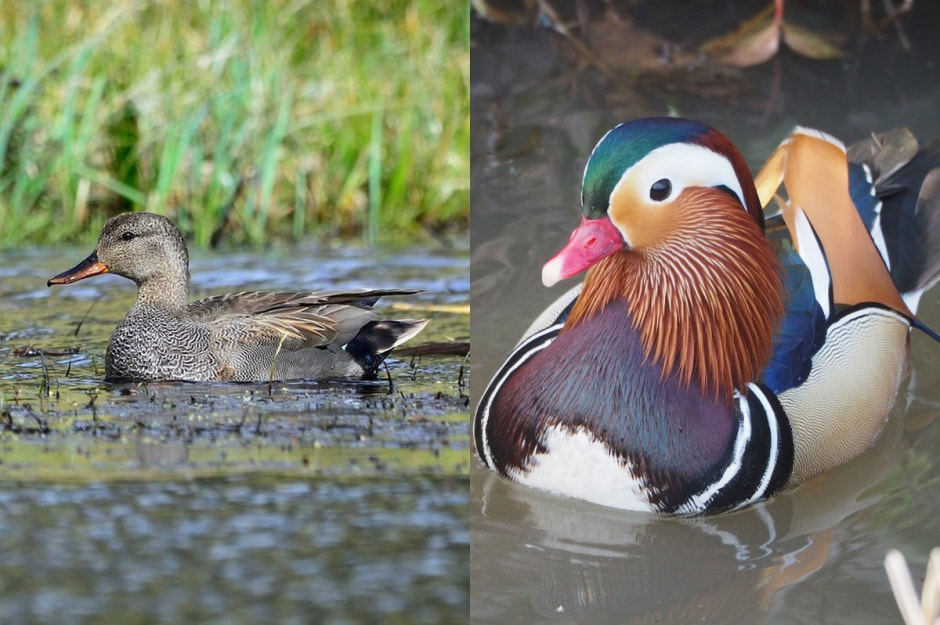 Водоплавающие птицы 2.jpg