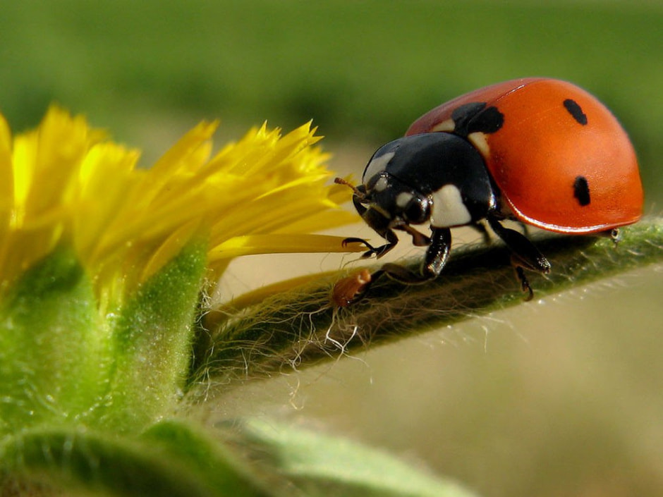 Божья коровка в саду