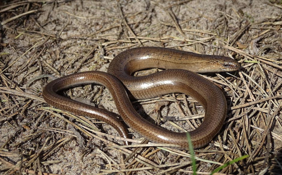 Живородящая ящерица 4_Ломкая веретеница.jpg