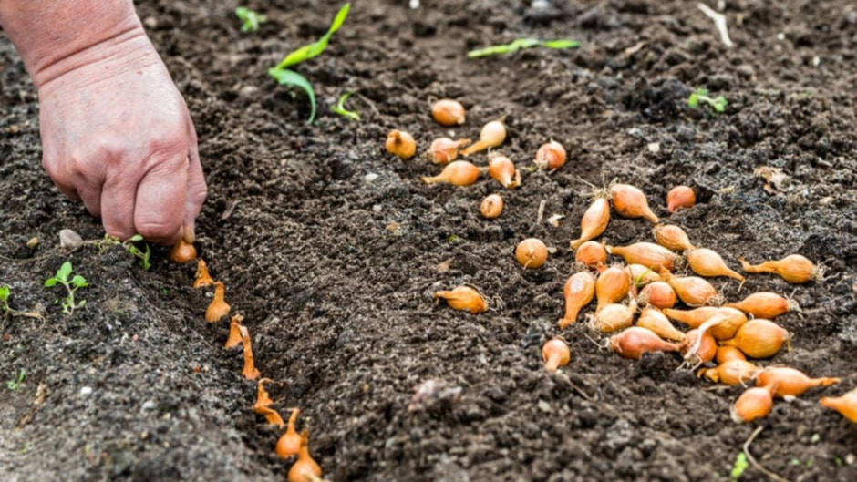 Как правильно посадить озимый лук есть нюансы (3).jpg