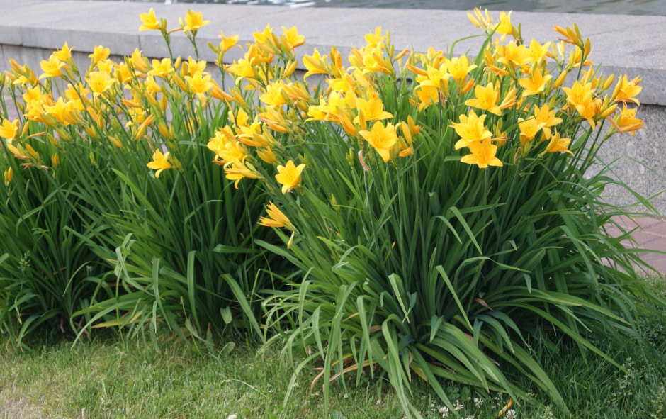 Оформляем цветник на даче (9).jpg Оформляем цветник на даче (9).jpg