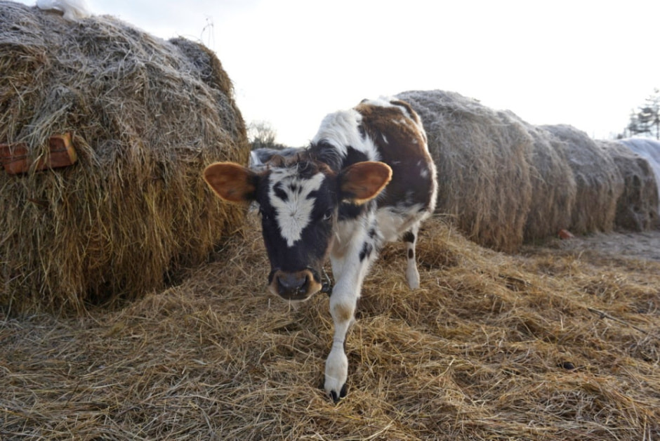 Семья восстановила старые рецепты сыров 13.jpg