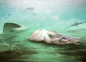 “Самый древний осьминог” оказался вовсе не осьминогом, заявили ученые