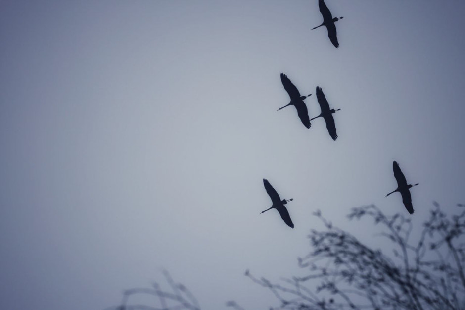 Инна Шкурко Журавли прилетели_5.jpg