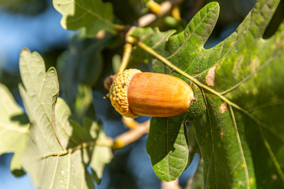 8-Желудь на ветке.jpg