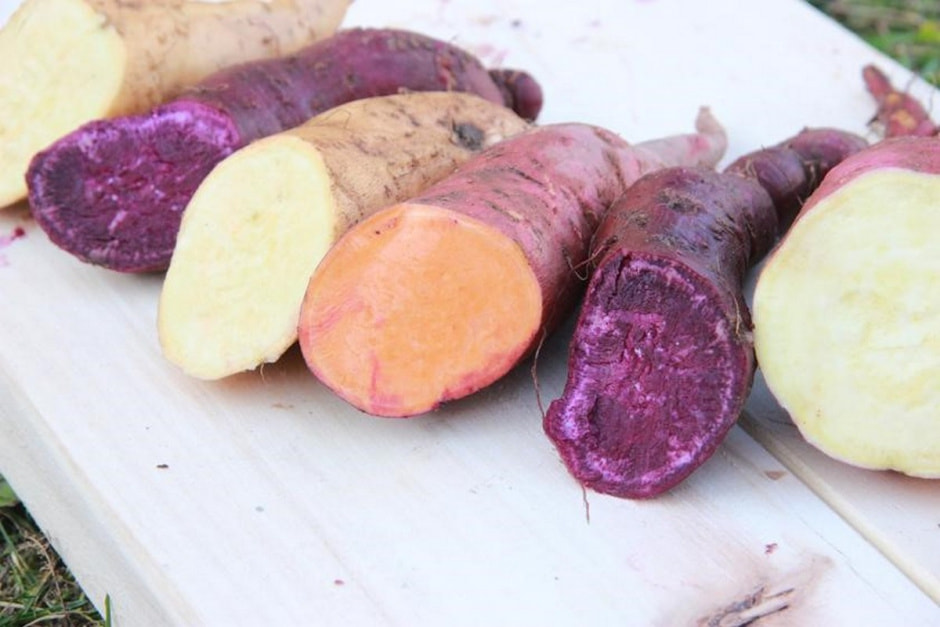 Садим разносортовой картофель 8_Батат Дрибин.jpg