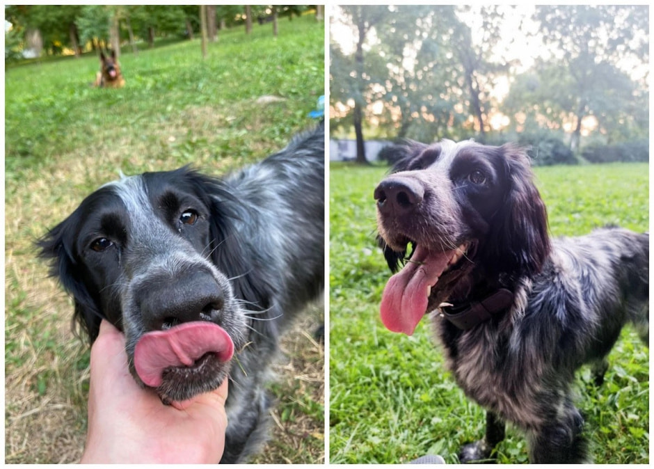 Как защитить собаку от пироплазмоза 5.jpg