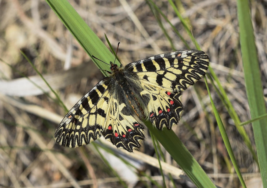 Белорусские бабочки 11.jpg