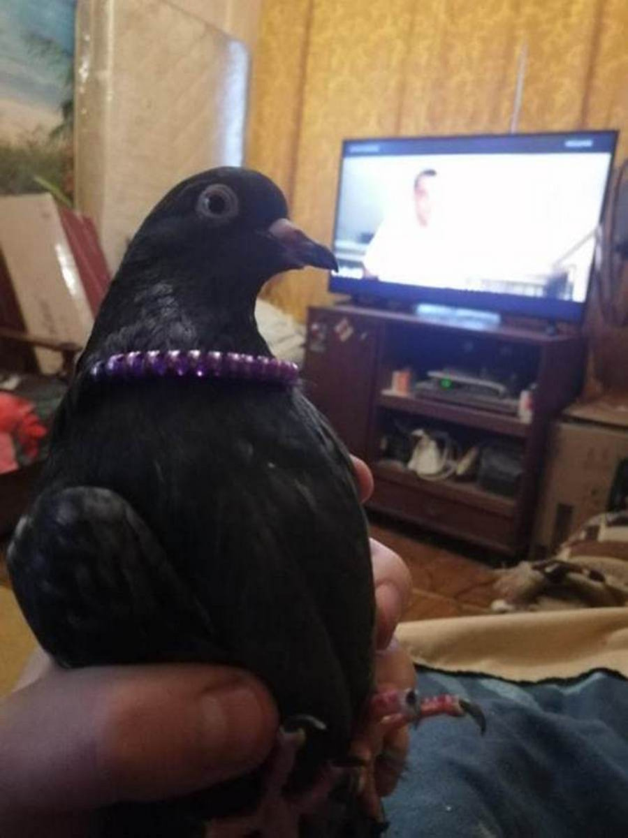 Фотомарафон Смартпресс домашние животные 2.jpg Фотомарафон Смартпресс домашние животные 2.jpg