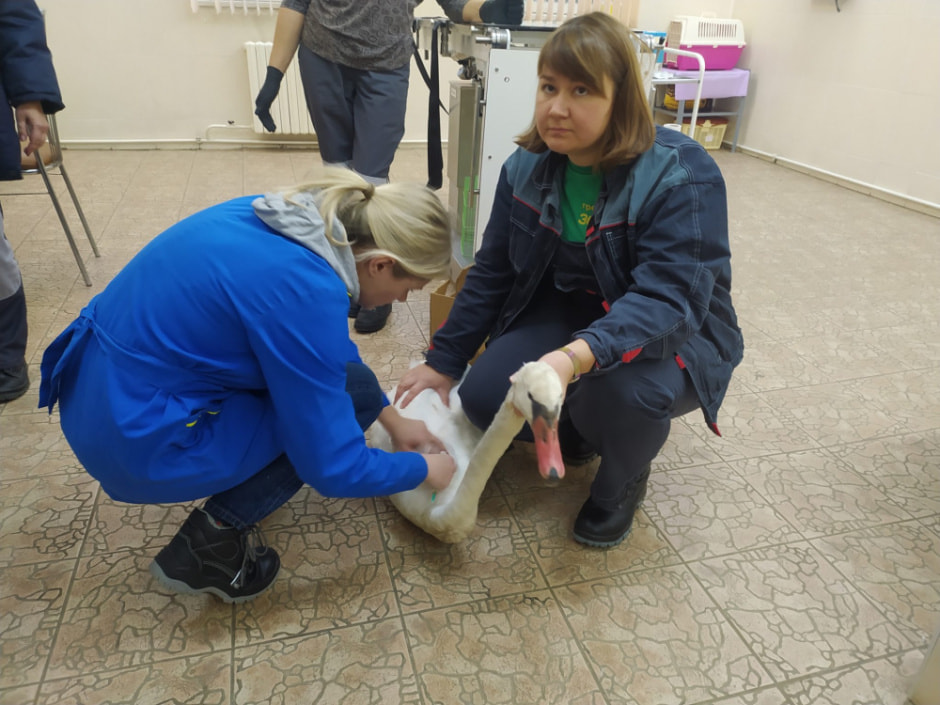 спасение аиста.jpg