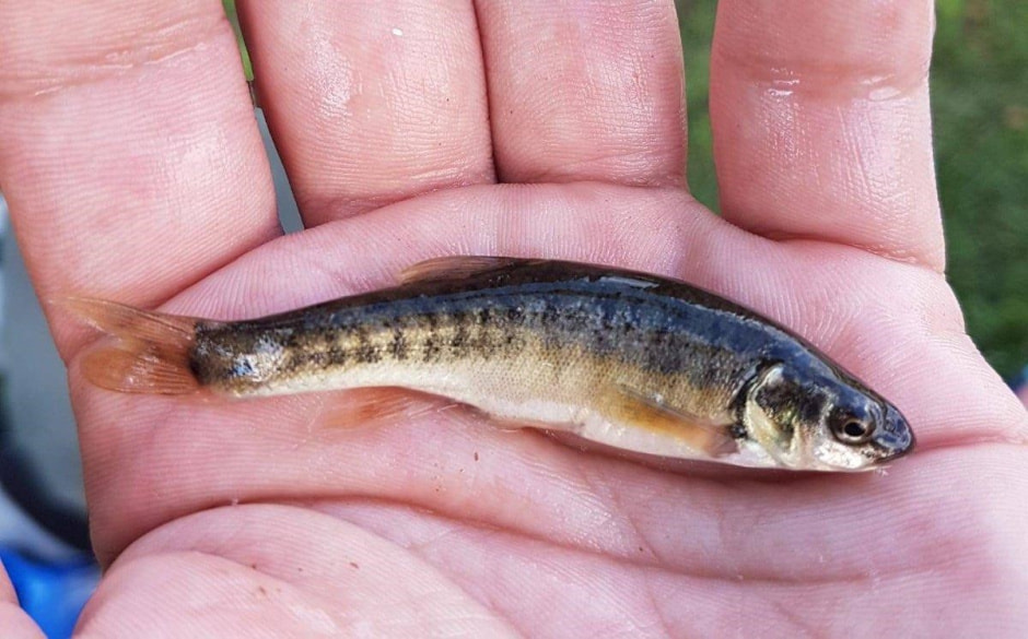 Рыбный мир Беларуси 4.jpg