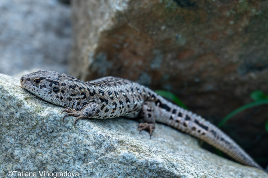 Ящерица прыткая.jpg