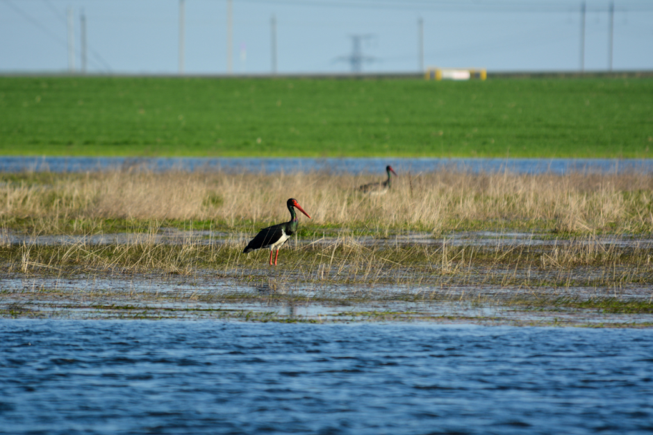 Черные аисты 2.png