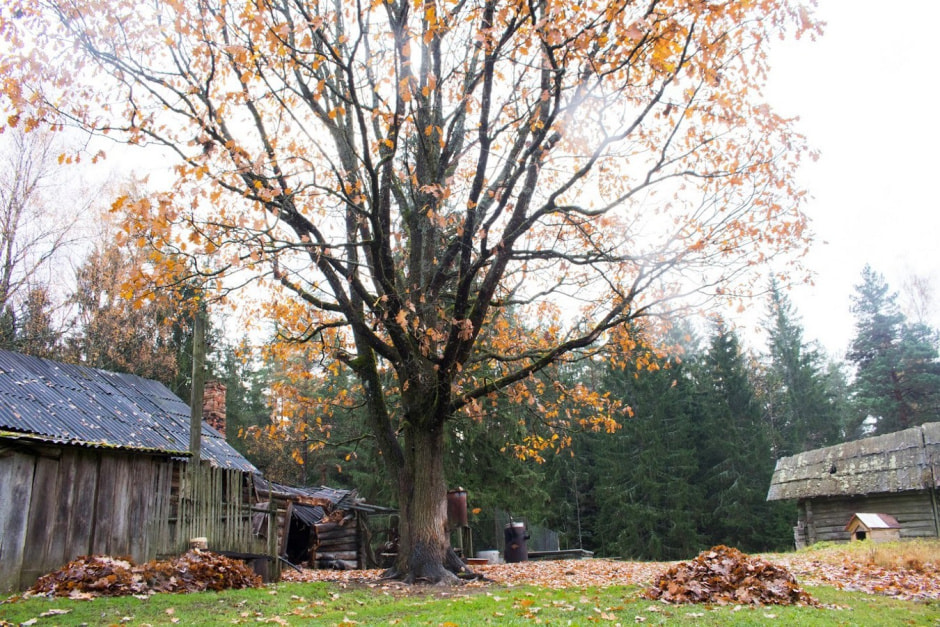 Одни на целый хутор Красный бор 4.jpg