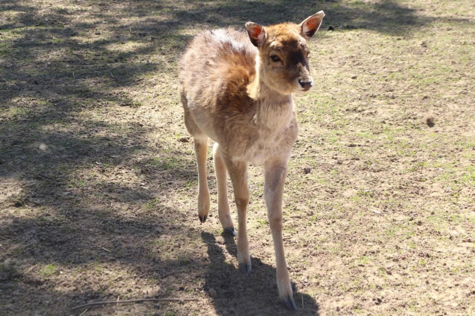 Пятнистый олень 10.jpg