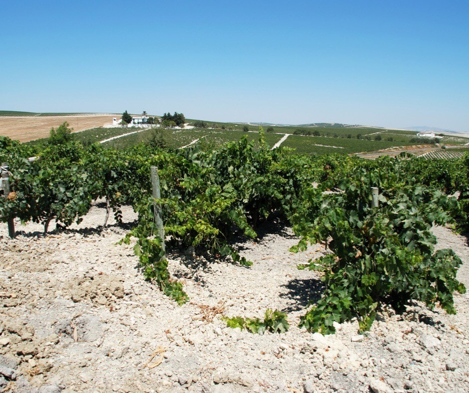 Ошибки виноделов 8.jpg