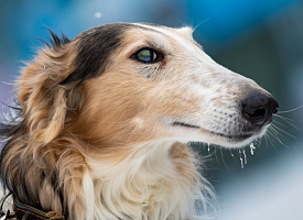 Могут ли собаки чувствовать страх? Учёные раскрывают тайну нюха лучших друзей человека