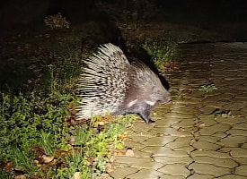 “Еще на меня и кидаться стал”: в деревню под Гомелем пришел дикобраз