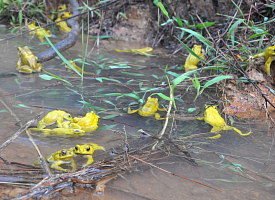 Почему жабы во время дождей желтеют? Ученые раскрыли, как это связано с брачными играми