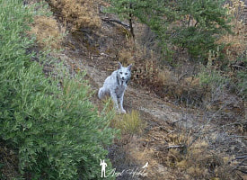 “Я не мог в это поверить” –  Рысь с редкой генетической мутацией впервые сняли на фото в Испании